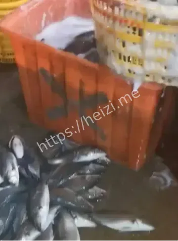 水产市场麻醉鱼调查报告